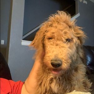 Meet your Posher, Lara